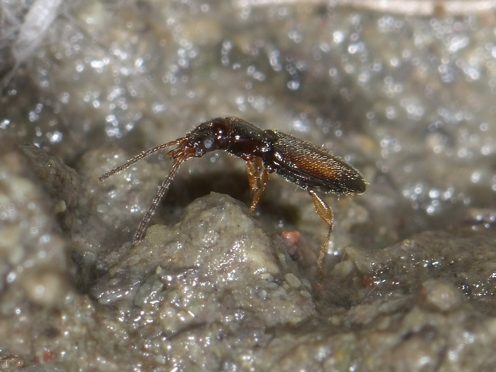 Perileptus areolatus